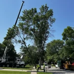 Dudley Tree Removal-02