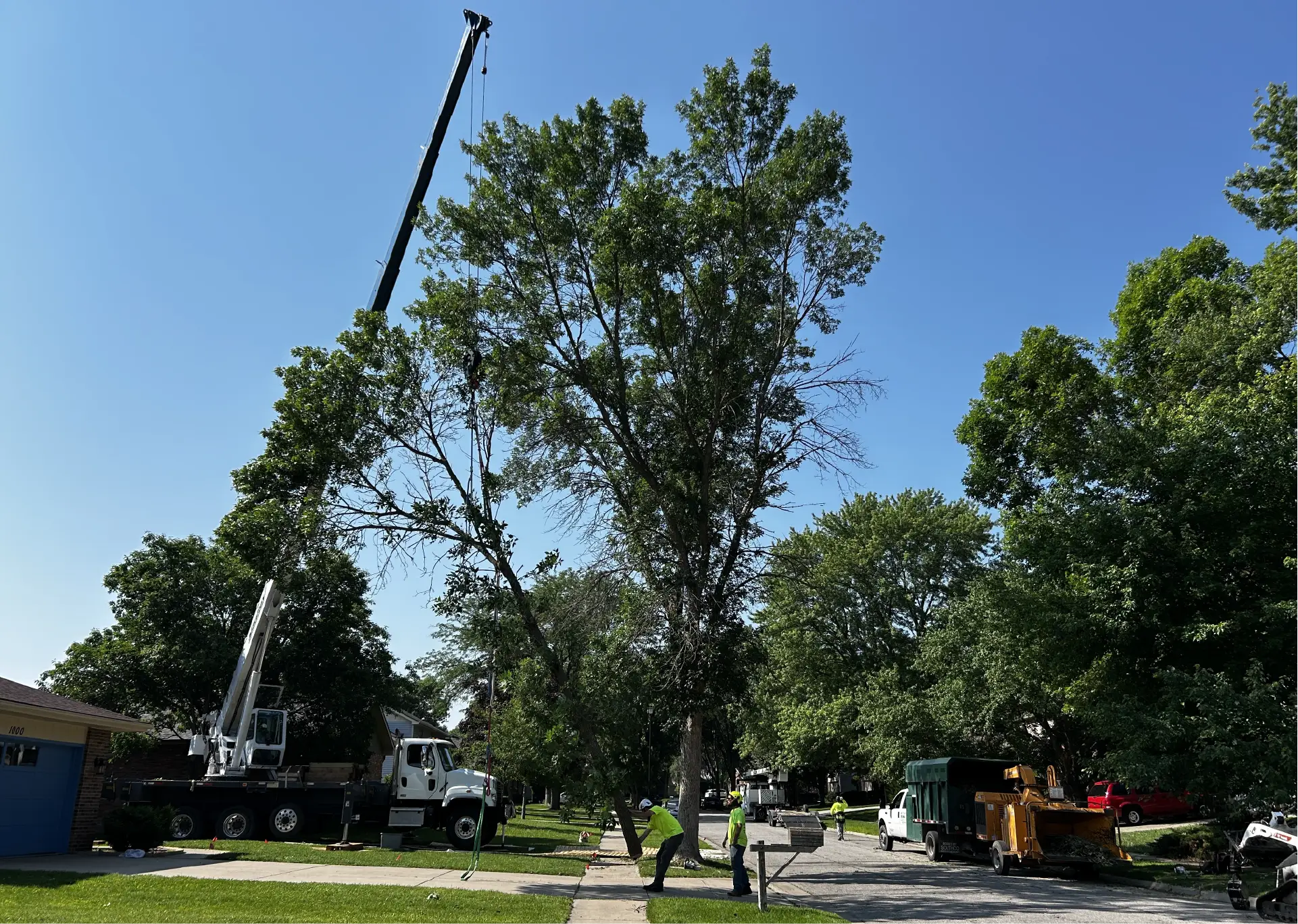 Dudley Tree Removal-02