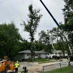 Dudley Tree Removal-03