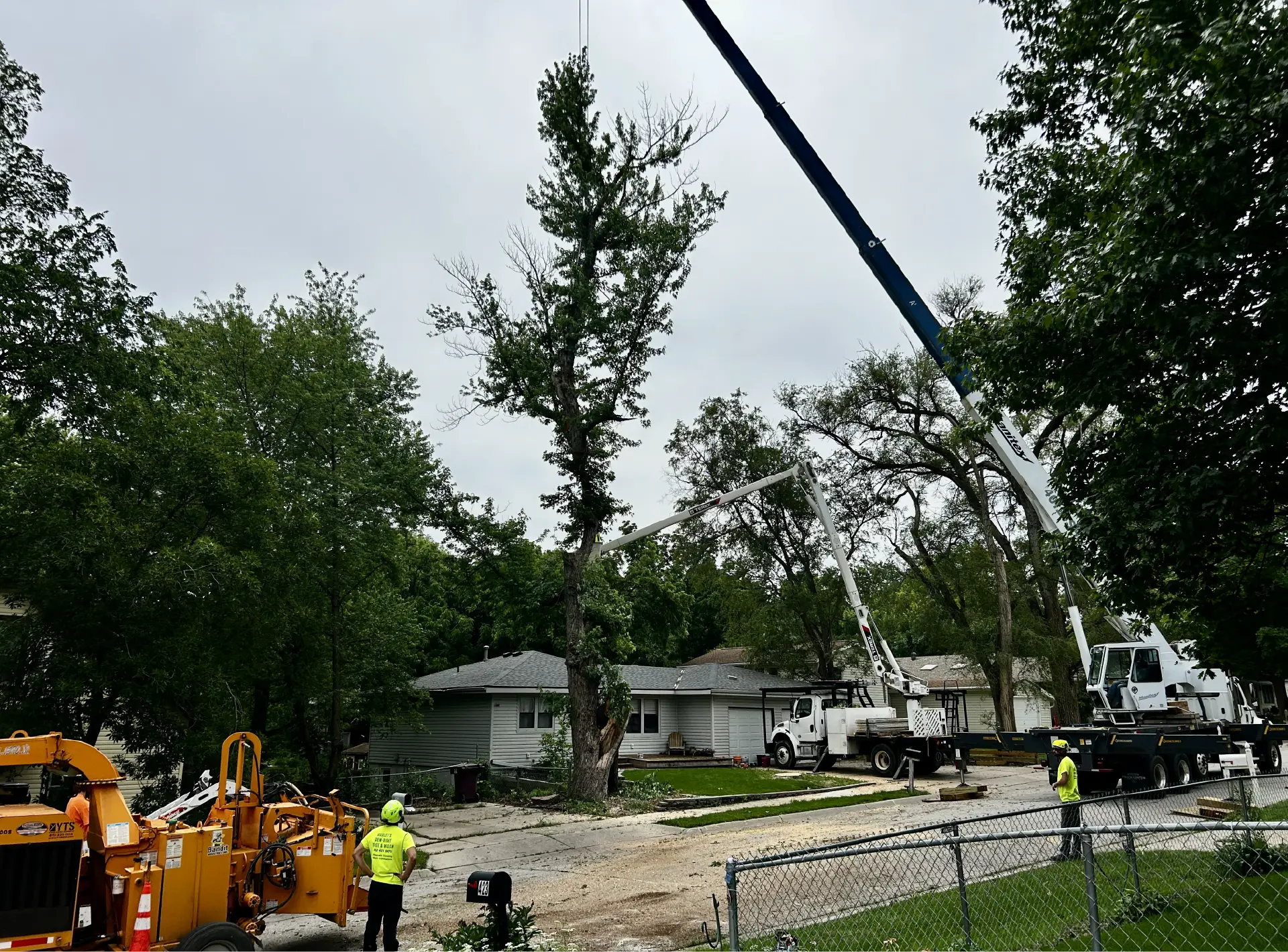 Dudley Tree Removal-03