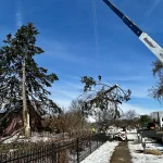 Dudley Tree Removal-06