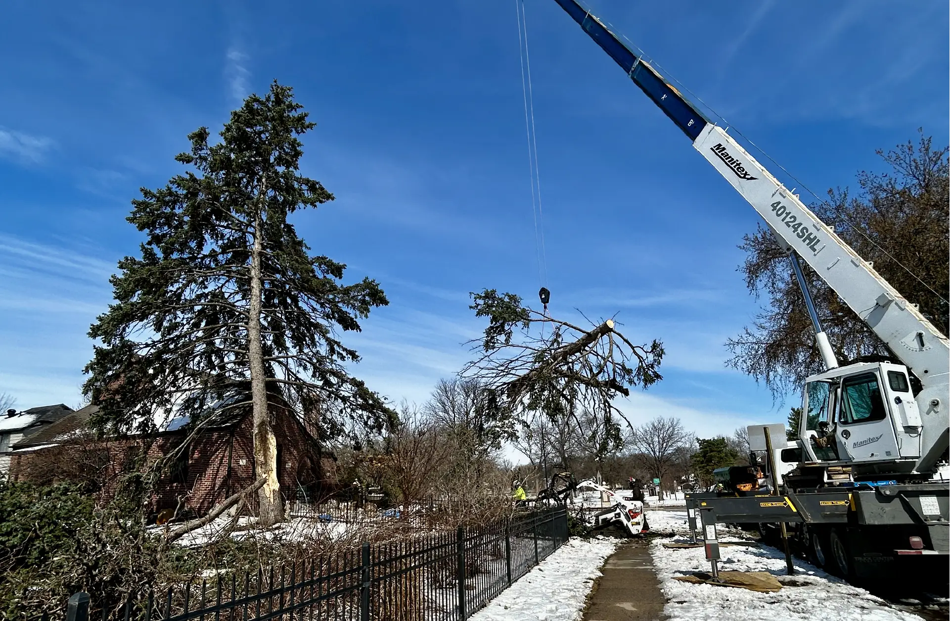 Dudley Tree Removal-06