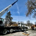 Dudley Tree Removal-07
