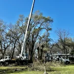 Dudley Tree Removal-11