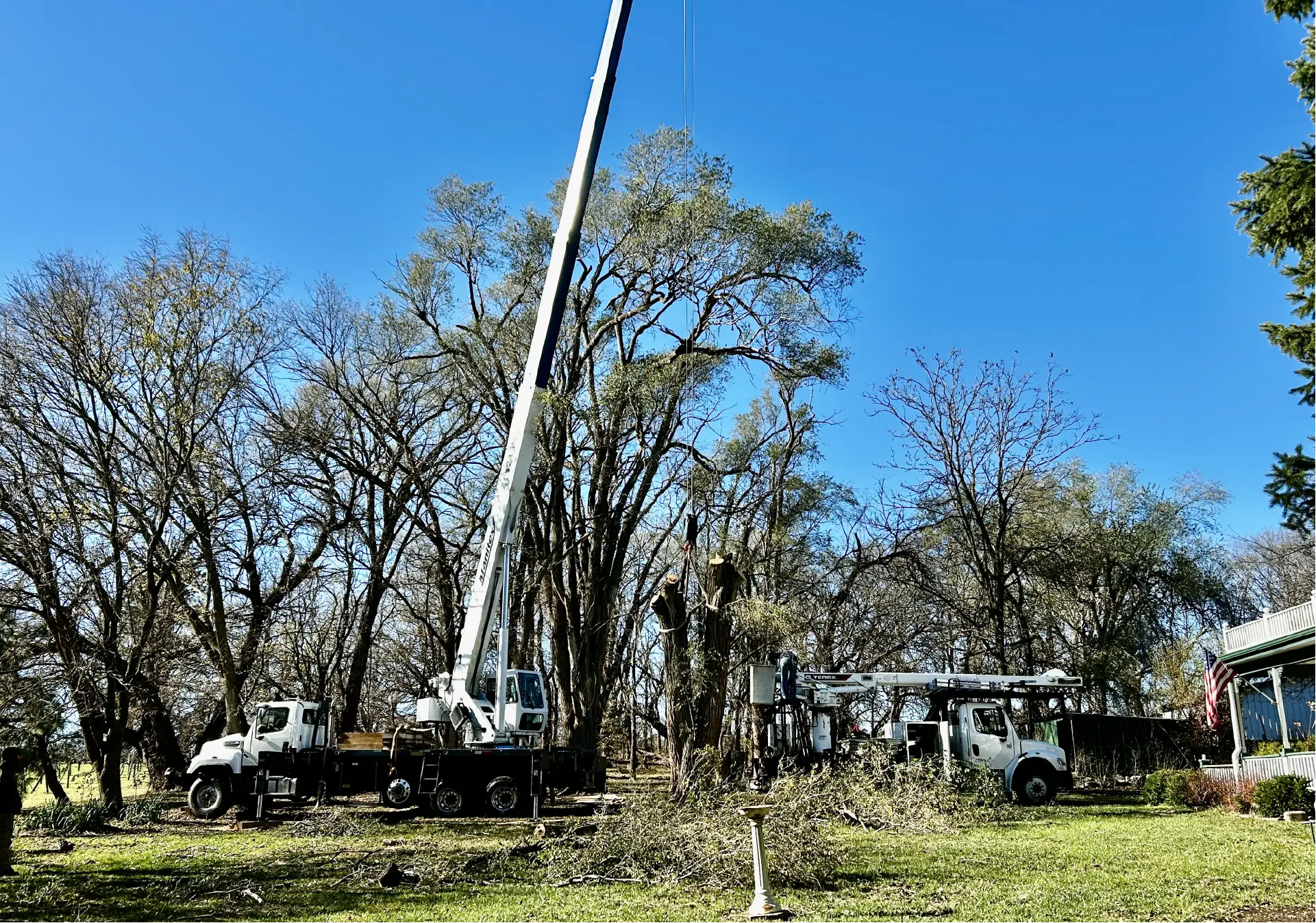 Dudley Tree Removal-11