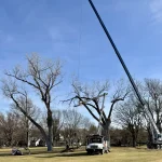 Dudley Tree Removal