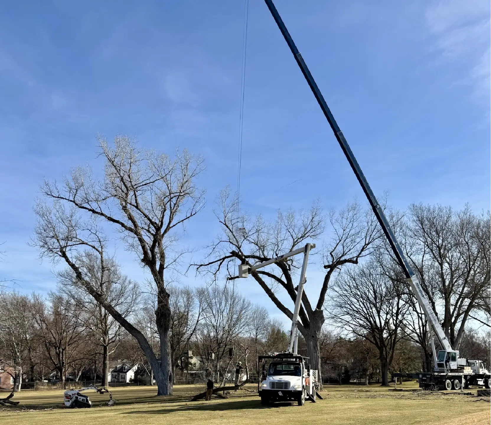 Dudley Tree Removal