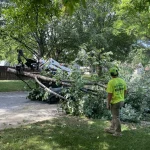 Tree Trimming-05
