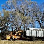 Tree Trimming-07