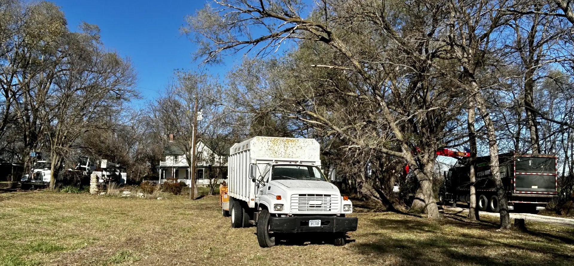 Tree Trimming-09