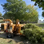 Tree Trimming-12